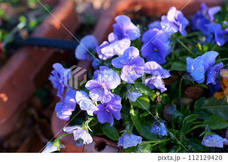 パンジーの花 112129420