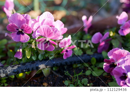 パンジーの花 112129436