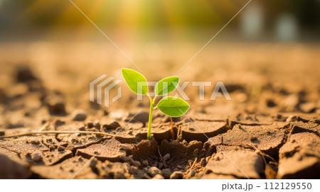 A small green sprout breaks through, growing among the cracked and dried soil without moisture. A small green sprout breaks through, growing among the cracked and dried soil without moisture. 112129550