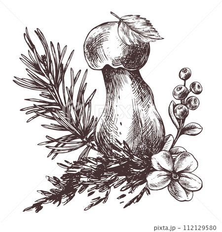Mushrooms forest boletus with grass, blueberries, moss and cone. Graphic botanical illustration hand drawn in brown ink. For recipes, packaging, autumn festival, harvest. Isolated composition Mushrooms forest boletus with grass, blueberries, moss and cone. Graphic botanical illustration hand drawn in brown ink. For recipes, packaging, autumn festival, harvest. Isolated composition 112129580