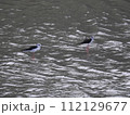 セイタカシギ (Okinawa) 112129677