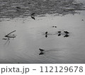 シギ類 112129678