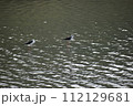 セイタカシギ (Okinawa) 112129681