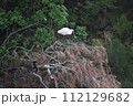 クロツラヘラサギ (Okinawa) 112129682