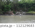クロツラヘラサギ (Okinawa) 112129683