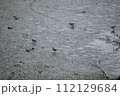 シギ類 112129684
