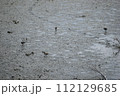 シギ類 112129685