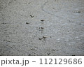 コチドリ 112129686