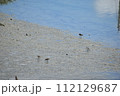 コチドリ 112129687