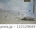 コチドリ 112129689