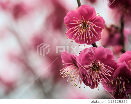 2月に咲いた紅い梅の花「緋の司（ヒノツカサ）」 112129823