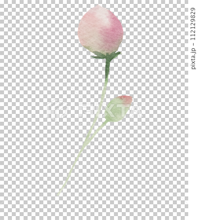 Watercolor light pink flower bud isolated illustration, floral wedding and greeting element Watercolor light pink flower bud isolated illustration, floral wedding and greeting element 112129829