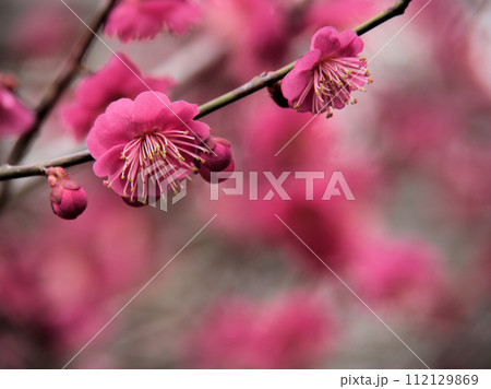 2月に咲いた紅い梅の花「光輝(コウキ)」 2月に咲いた紅い梅の花「光輝(コウキ)」 112129869