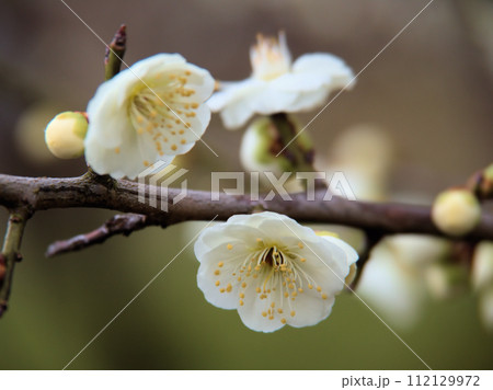 2月に咲いた白い梅の花「緑蕚（リョクガク）」 112129972