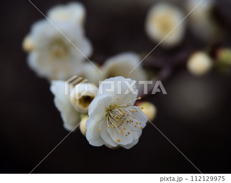 2月に咲いた白い梅の花「緑蕚（リョクガク）」 112129975