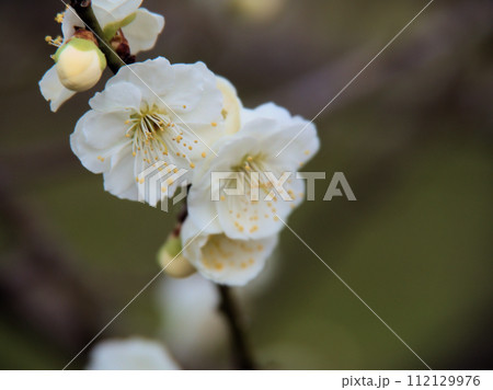 2月に咲いた白い梅の花「緑蕚（リョクガク）」 112129976