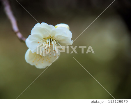 2月に咲いた白い梅の花「緑蕚（リョクガク）」 112129979