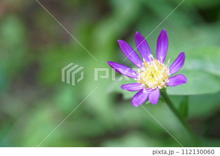 庭に咲くミヤコワスレの花 庭に咲くミヤコワスレの花 112130060