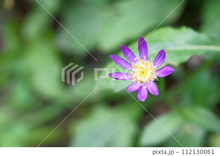 庭に咲くミヤコワスレの花 庭に咲くミヤコワスレの花 112130061