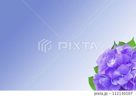 青と白のグラデーションバックと紫のアジサイの背景 青と白のグラデーションバックと紫のアジサイの背景 112130107
