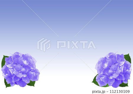 青と白のグラデーションバックと青いアジサイの背景 青と白のグラデーションバックと青いアジサイの背景 112130109