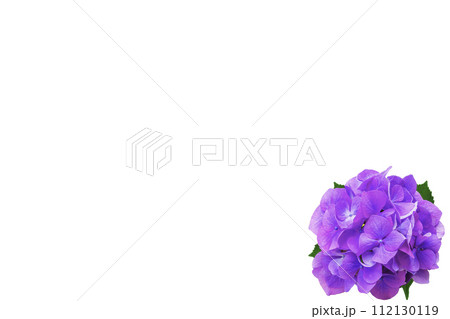 赤紫のアジサイと白バックの背景 112130119