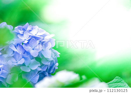 青いアジサイと新緑の緑と白バックの背景 青いアジサイと新緑の緑と白バックの背景 112130125