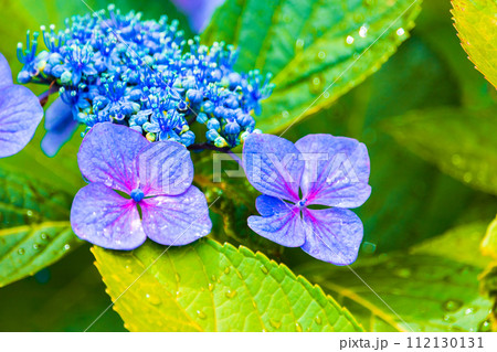 雨上がりのあじさい＿ガクアジサイ 112130131