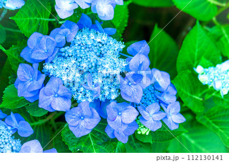 雨上がりのあじさい＿ガクアジサイ 112130141