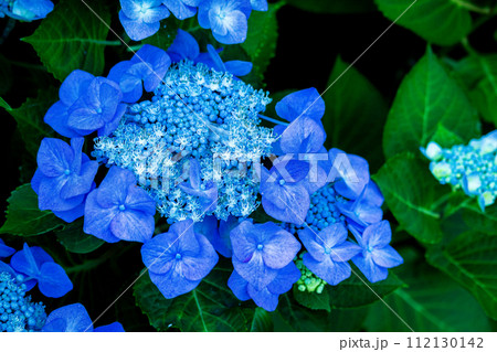 雨上がりのあじさい＿ガクアジサイ 112130142