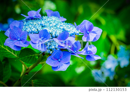 雨上がりのあじさい＿ガクアジサイ 112130153