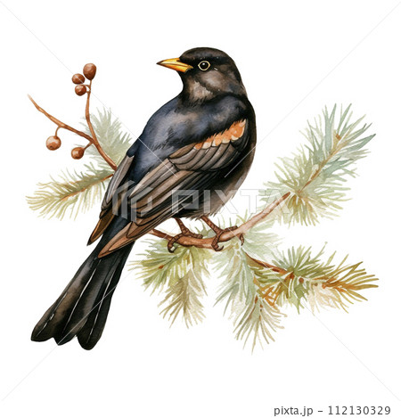 Watercolor Red winged Blackbird sitting on the pine tree. Illustration on a white background 112130329