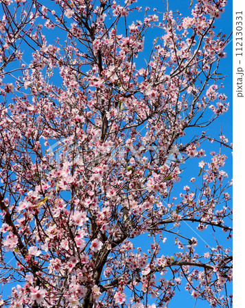 almond tree bloom 112130331