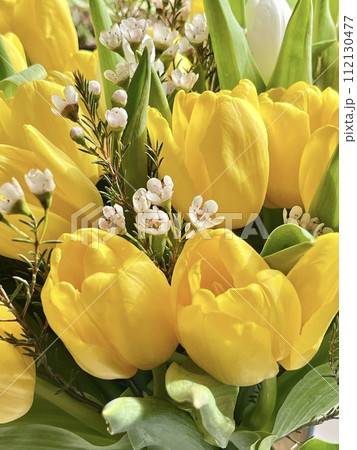 Close up Yellow tulips with green leaves. Copy space Close up Yellow tulips with green leaves. Copy space 112130477
