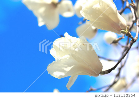 雨上がりのハクモクレンの花 雨上がりのハクモクレンの花 112130554