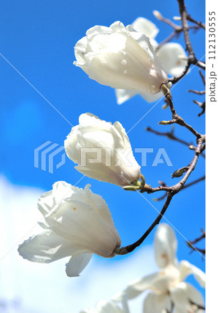 雨上がりのハクモクレンの花 雨上がりのハクモクレンの花 112130555