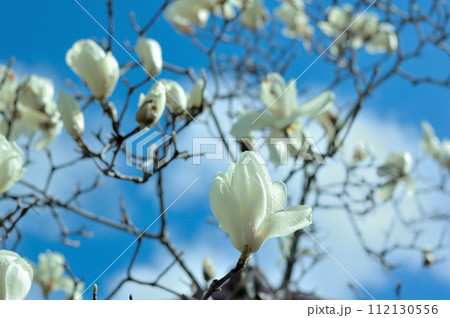 雨上がりのハクモクレンの花 112130556