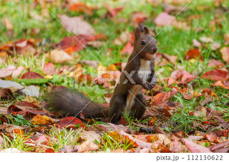 秋のエゾリス　北海道の可愛い野生動物　 112130622