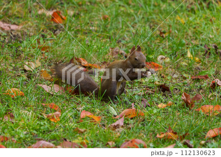秋のエゾリス　北海道の可愛い野生動物　 112130623