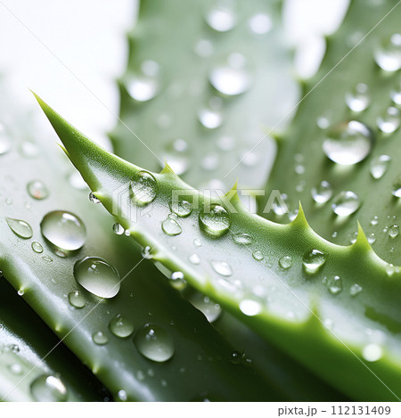Aloe vera with drops closeup 112131409