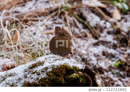 雪とミソサザイ　北海道の冬の野鳥 112131602