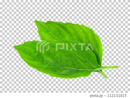 leaf  fresh basil isolated 112131815