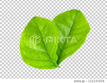 leaf jasmine isolated 112131816