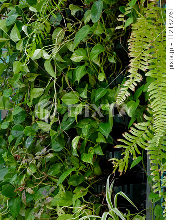 ウォールグリーンパネル ウォールグリーンパネル 112132761