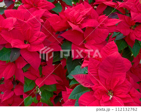 クリスマスフラワー　鮮やかな赤い苞のポインセチア 112132762