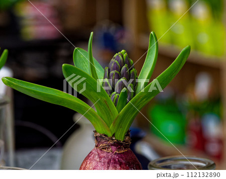 鉢植えの球根植物キジカクシ科ヒヤシンスの蕾 112132890
