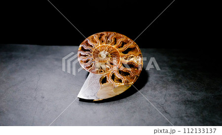 アンモナイト 112133137