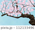 薄い春の青空に咲き誇る桜 112133496