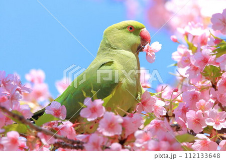 河津桜とインコ 112133648