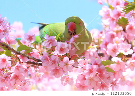 河津桜とインコ 河津桜とインコ 112133650
